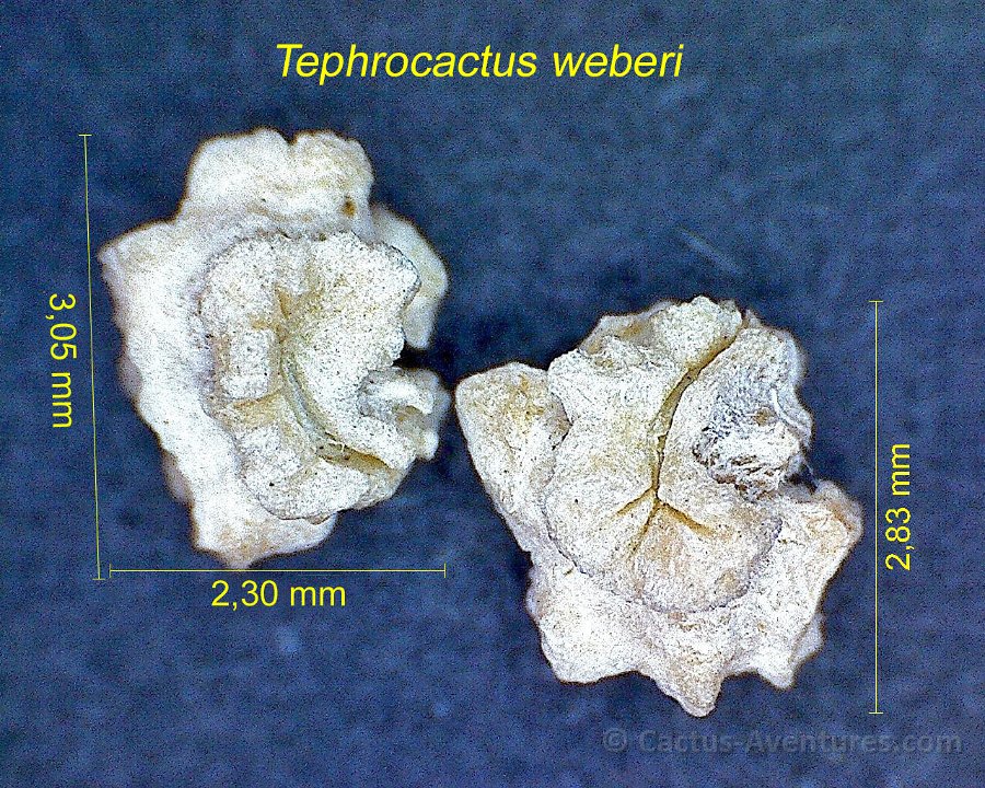 Tephrocactus weberi 1